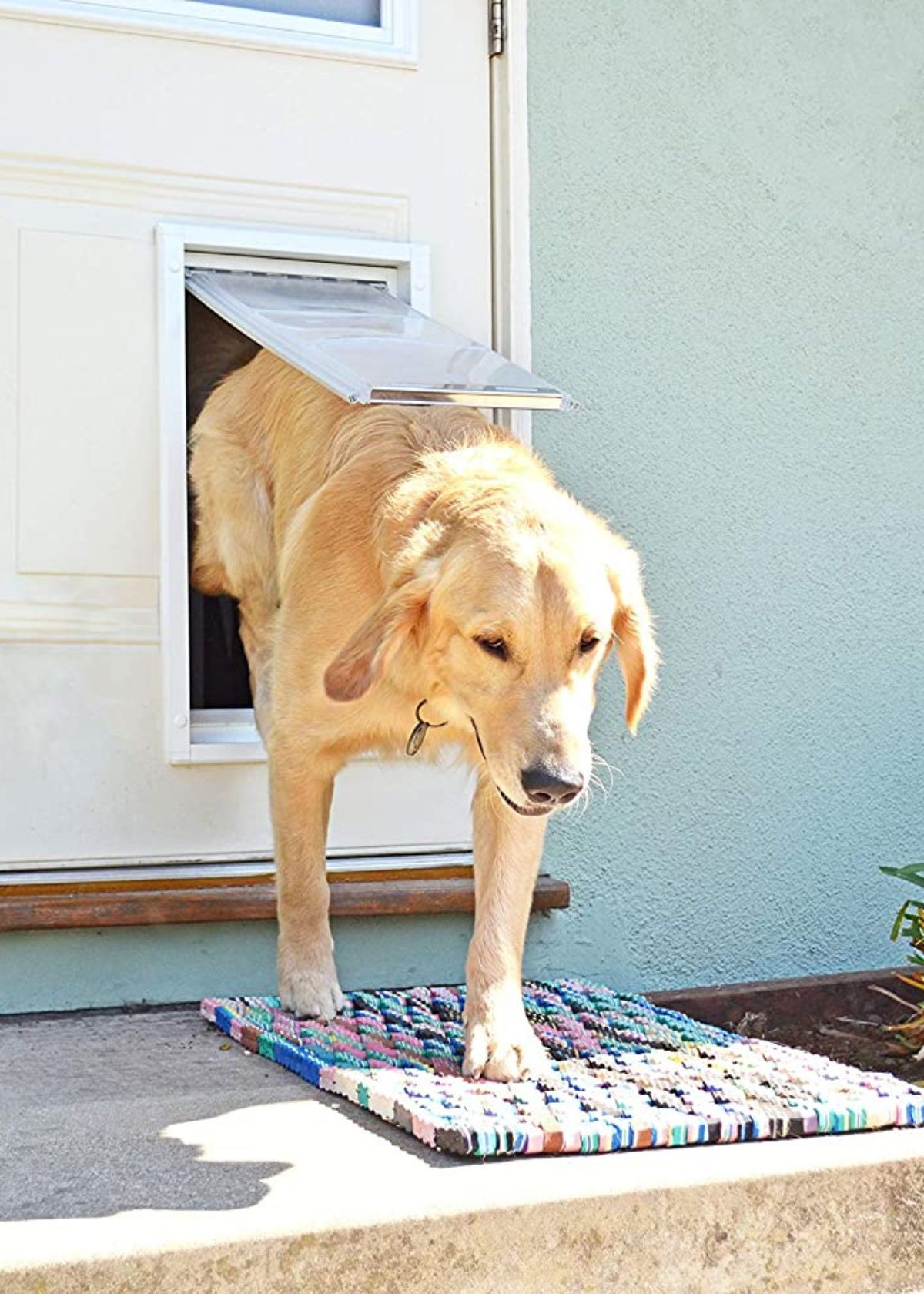 The Best Electric Dog Doors Product Review