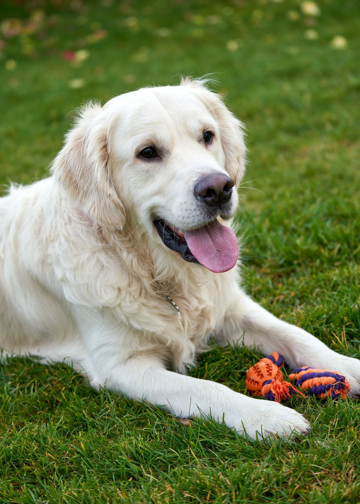 Outdoor Toys for Dogs The Best Products on the Market