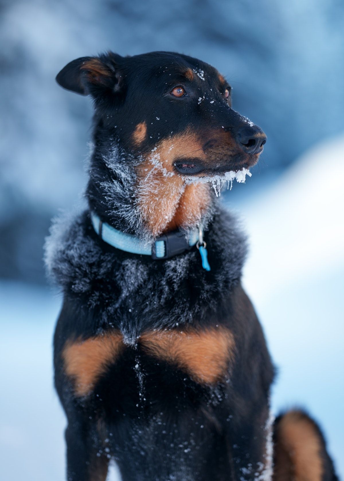 The Best Dog Barrier Outdoor Top 5 in 2023