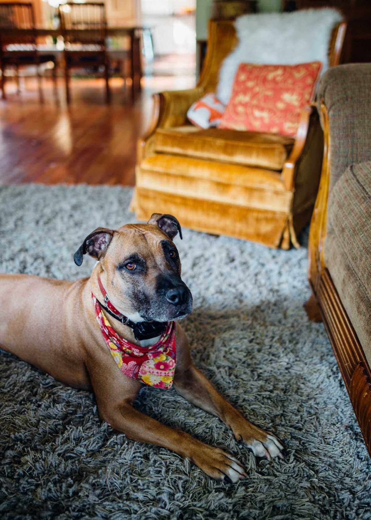 The Best Dog Electric Fence Wireless Top 5 in 2023