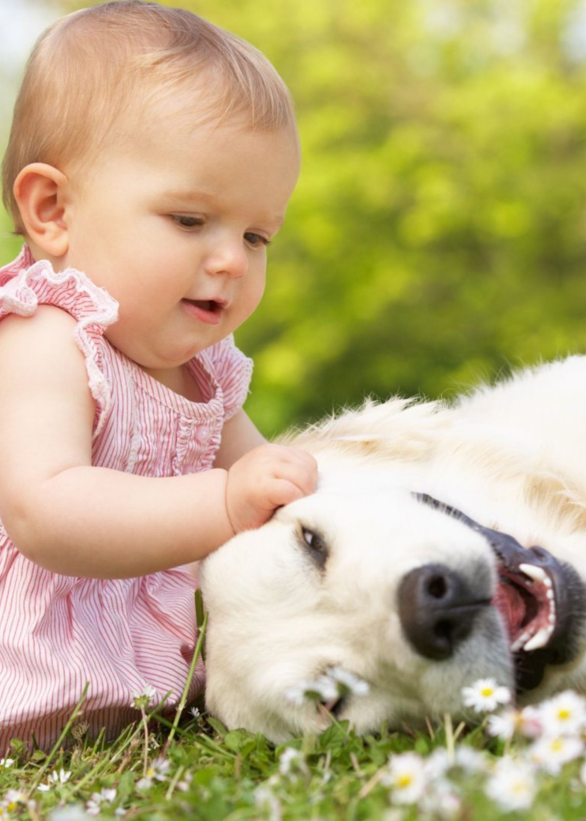 Best Wet Dog Food for Sensitive Stomachs