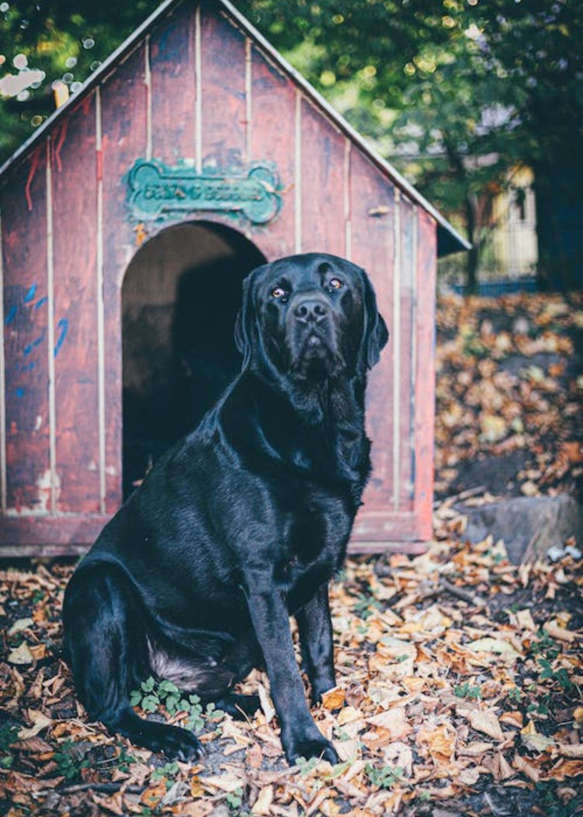 heated dog house