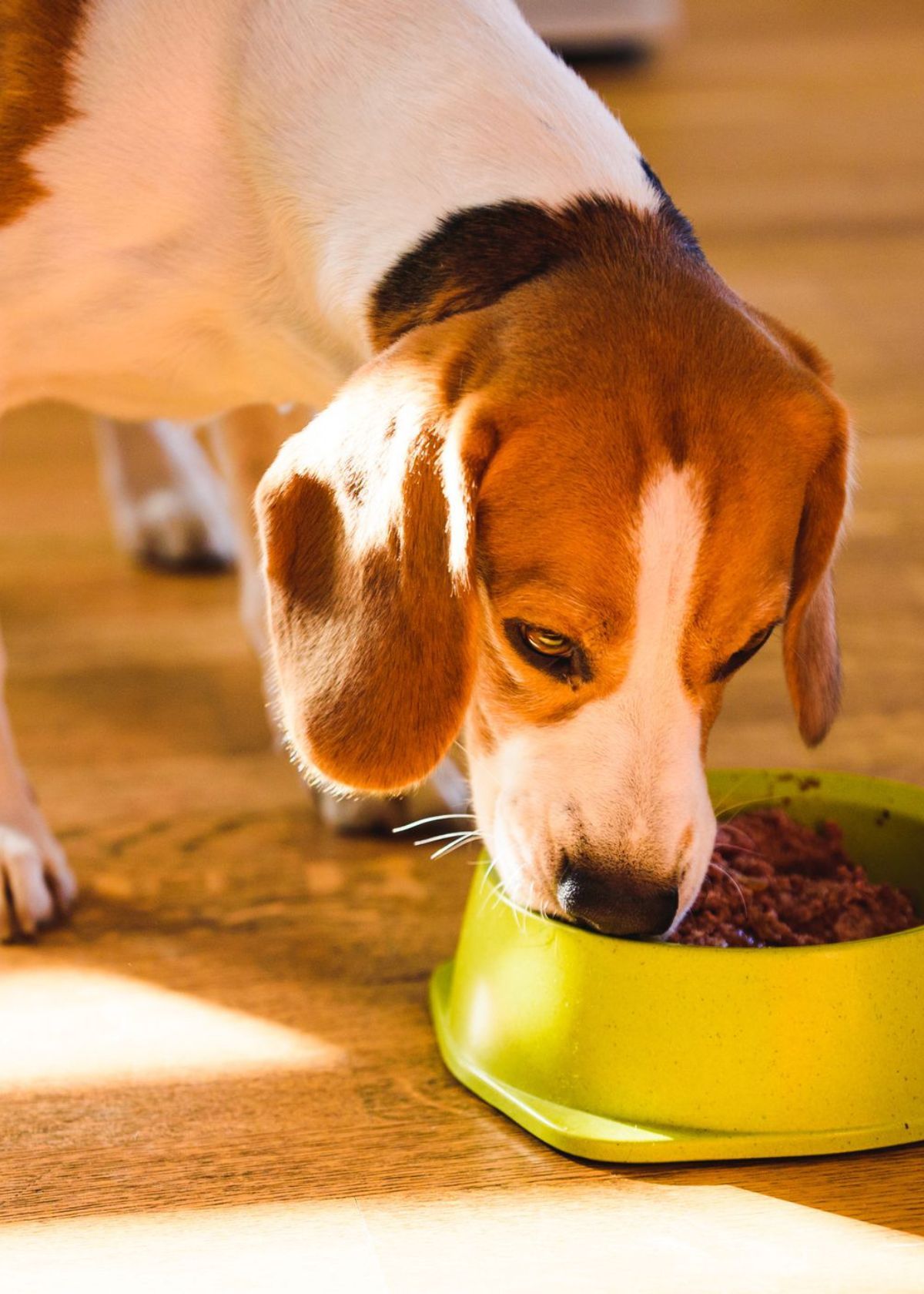 best wet dog food