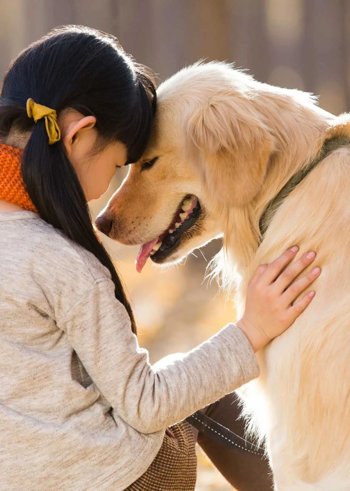 beneful dog food wet