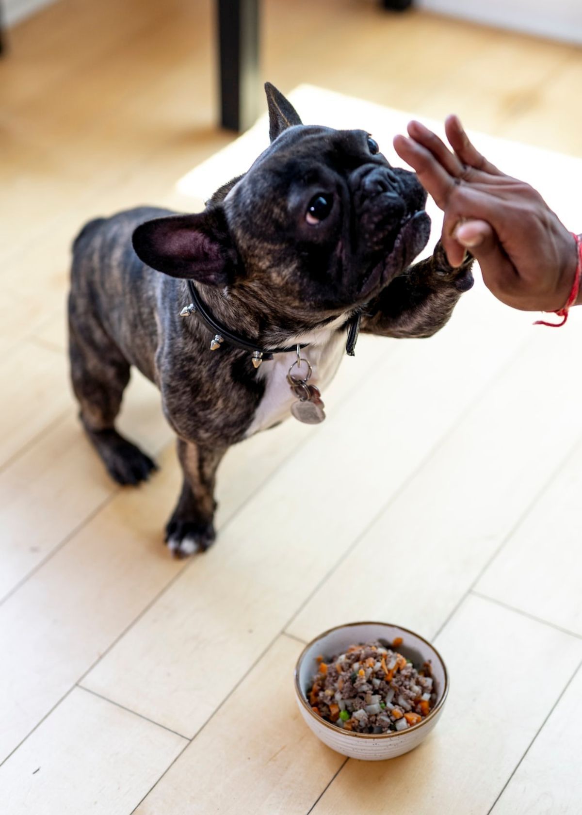 best nutro wet dog food