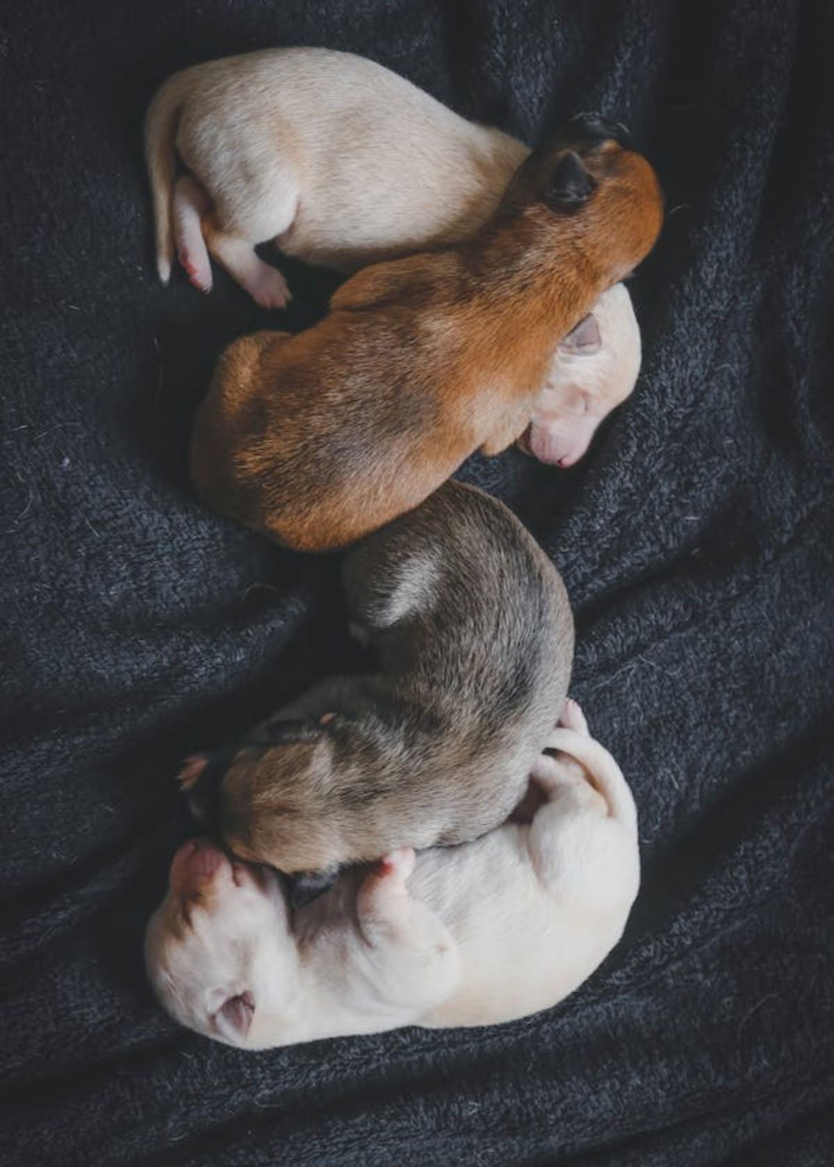 prenatal vitamins for dogs