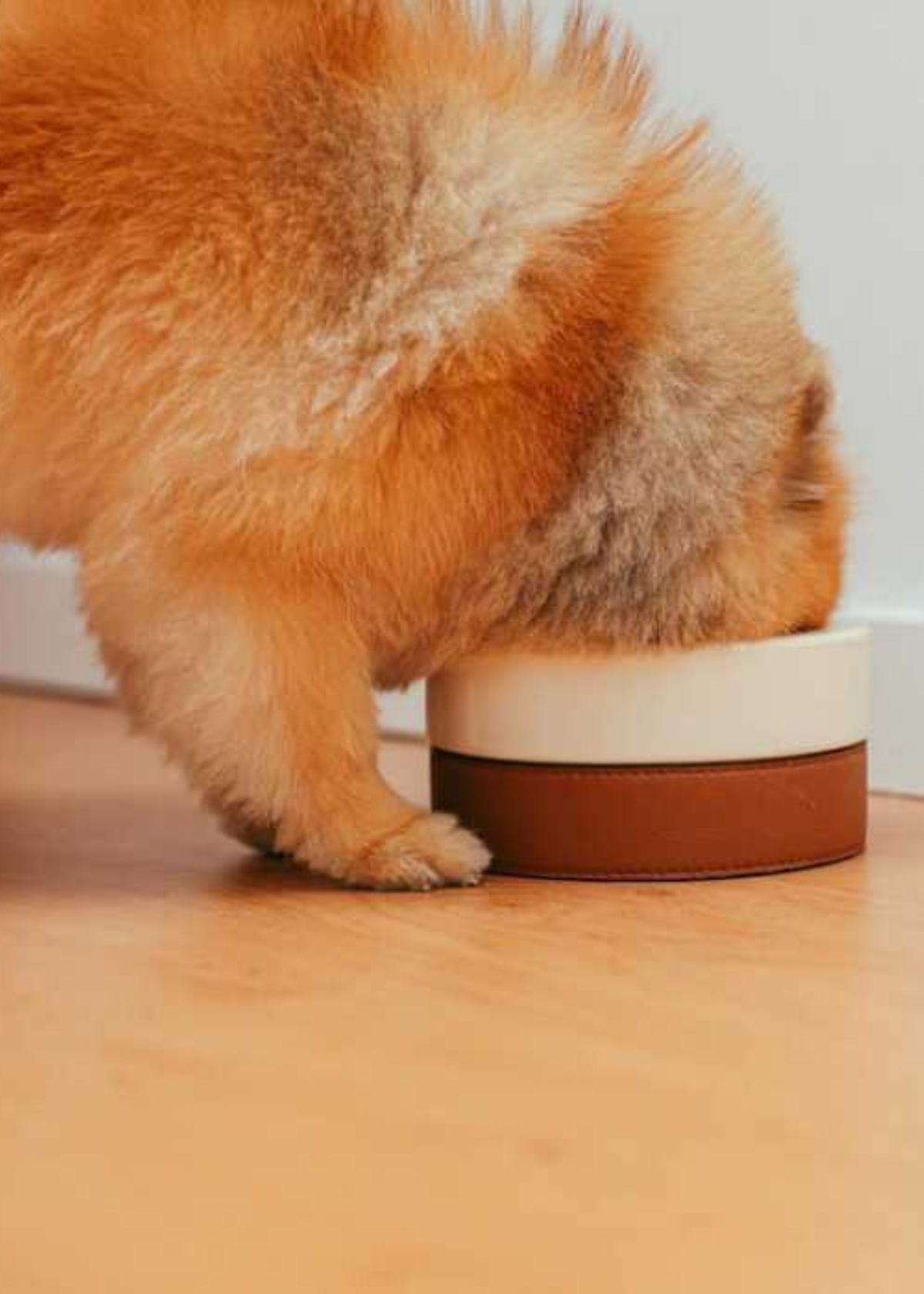 wet dog food for puppies