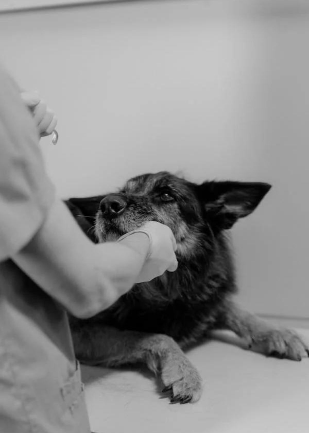 dog probiotic