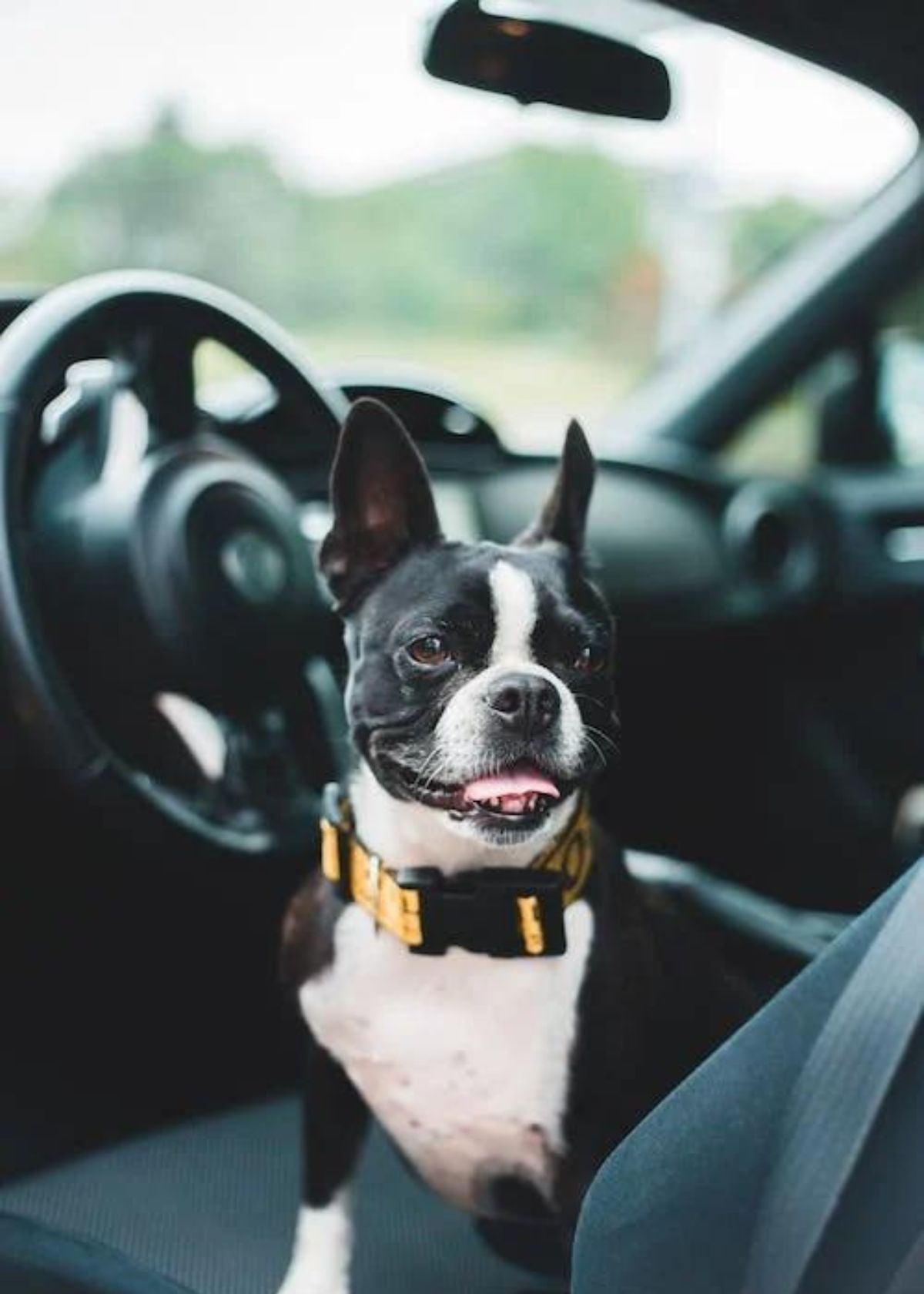 dog booster seat for car