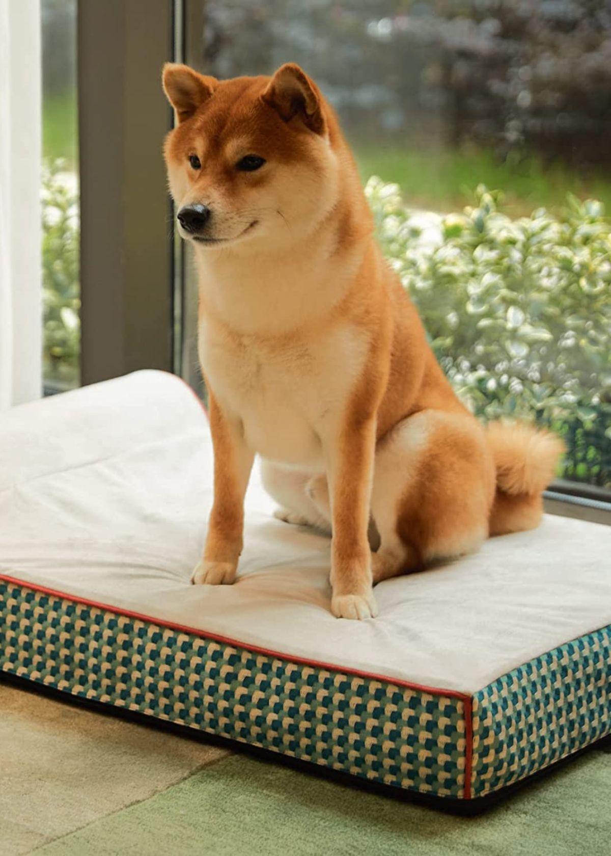 Dog Beds for Dogs with Arthritis