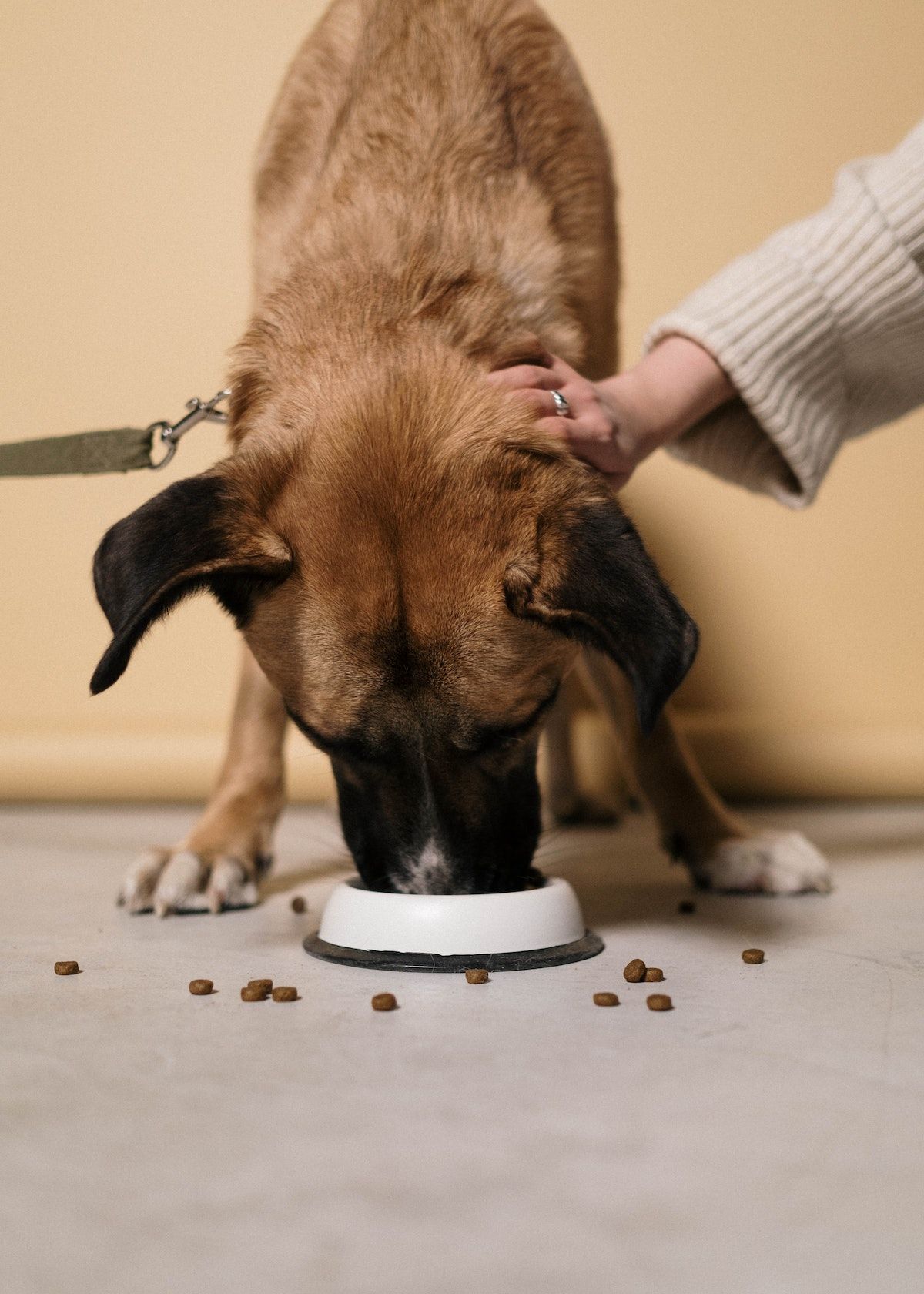 Dog Food Bowl Maze