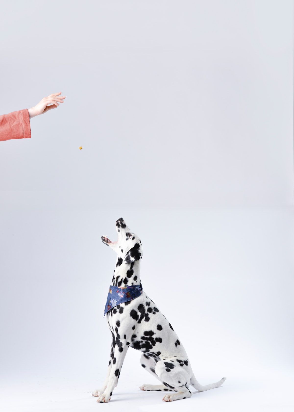 Dog Food With High Fiber