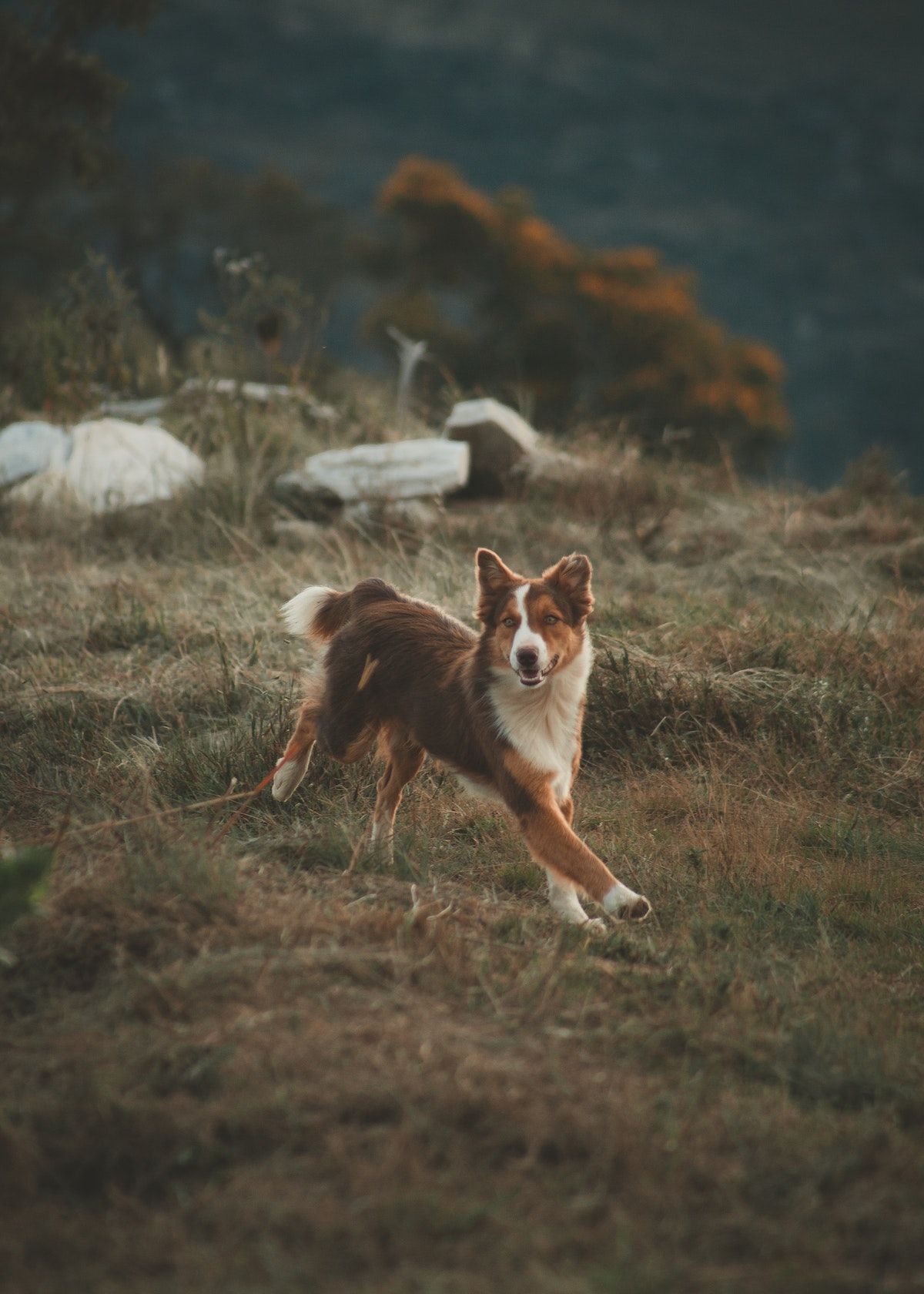 Dog Ear Cleaning Solution