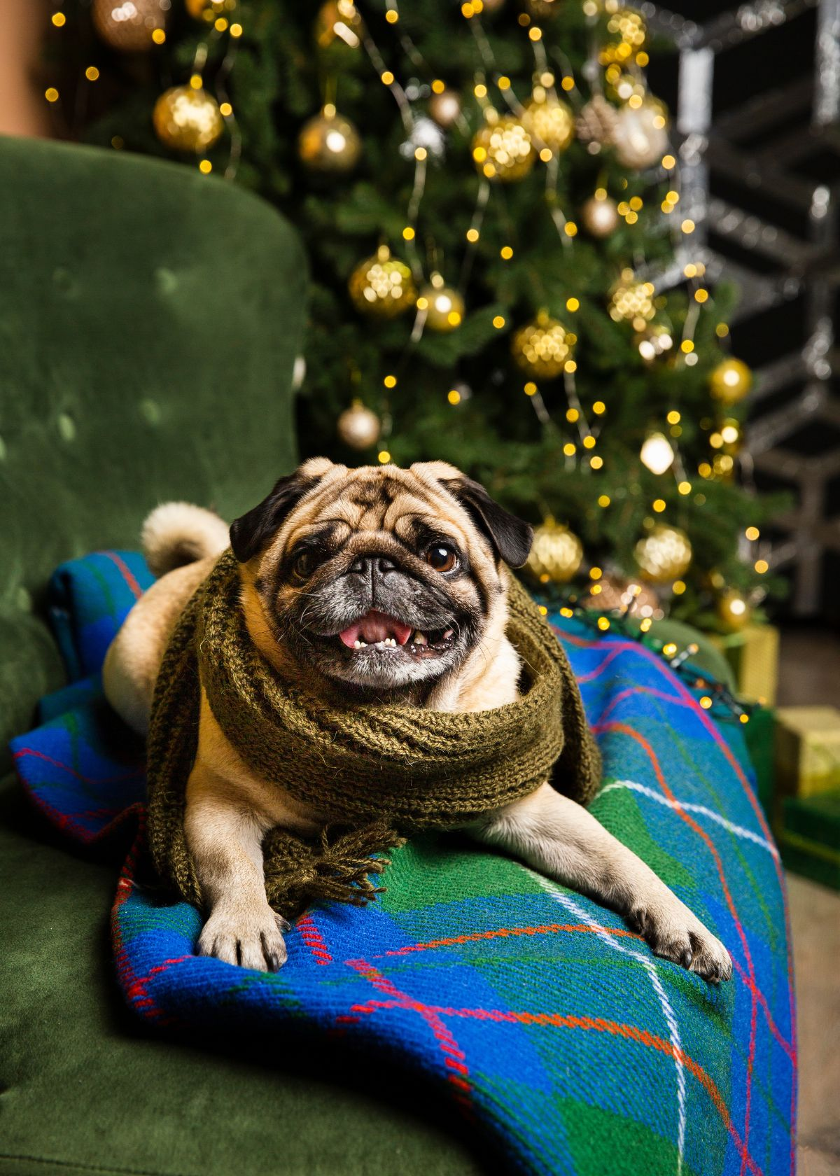 Best Dog Blankets